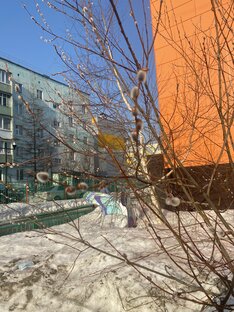 Дзен Ноябрьск  статистика