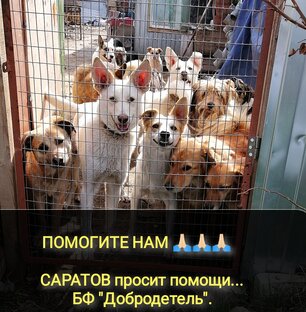 Статистика Дзен БФ"Добродетель" дом заботы❤️