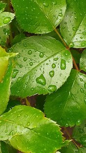 Дзен Sophi статистика