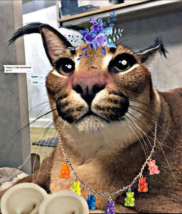 Дзен Slepok okey статистика