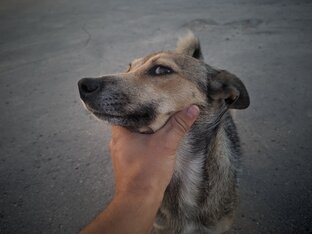 Дзен Фотограф Интроверт  статистика