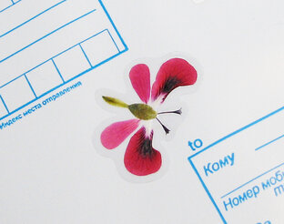 Гербарий и всё, что с ним связано)