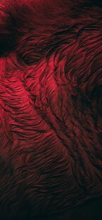 ...и тлеет алая роза 🌹