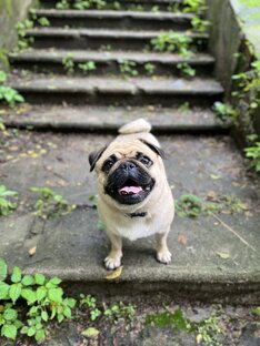 Мопсов много не бывает 