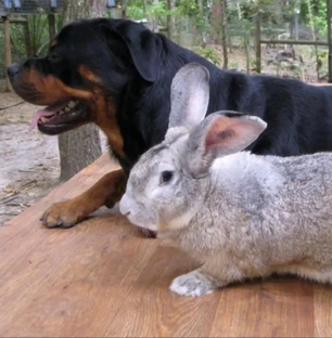 Сезон самых больших сухопутных животных