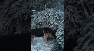 Зимовка пчел