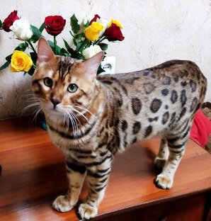 Бенгальский кот - радость или беда в семье?