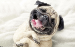 funny dogs!