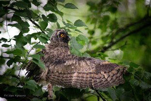 Они улетели…