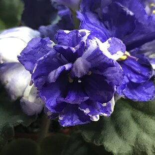 Посты: названия сортов с фото, короткие записи о цветах и цветоводстве