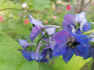 Многолетние растения для клумбы