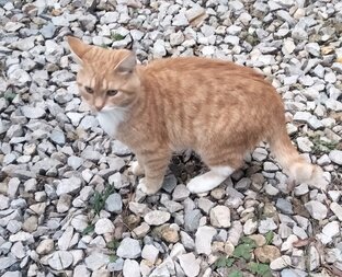 Король гаражей, Маська!