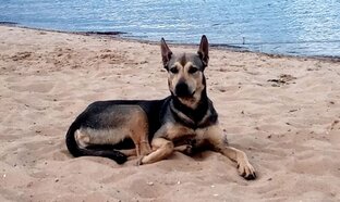 Собаки в городе