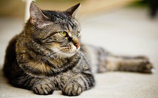 Котяра и Ко