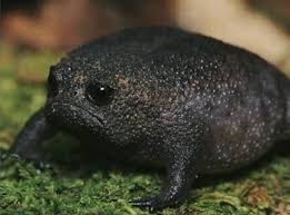 Коллабы