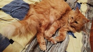 Длинные видео