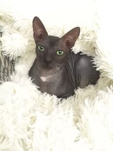 Котики и кошечки🐾🐾🐾       