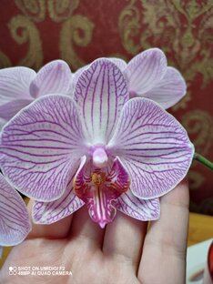 Орхидеи. Цветение моих орхидей🌺.