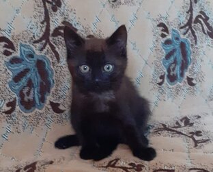 Непознанное