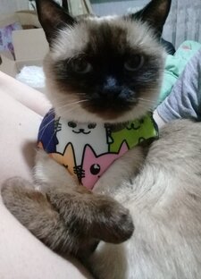 Мушу советует!