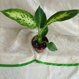 Диффенбахия.