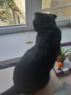 Кот Рудольф😽💓