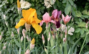 Растения Крыма