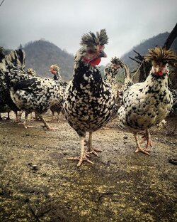 Курочки.