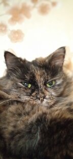 Коты