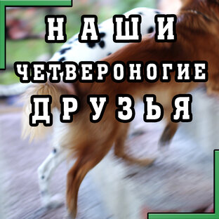 СОБАЧЬЯ ЖИЗНЬ