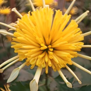 Хризантемы 