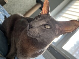 Ориентальная порода. Вся правда! 