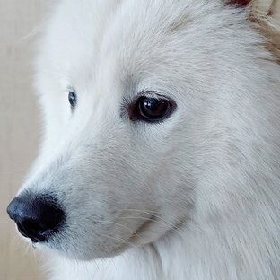 Руна. Самоед. Собаки 🐕 