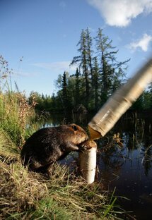 С бобрами