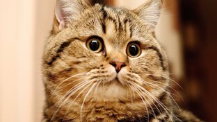 Котики