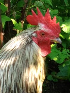 Дела дачные