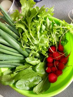 Ранний урожай