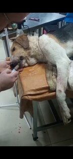 Ника, которую убивал человек