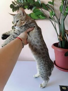 Пиксибоб котята 