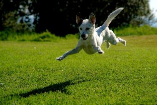 Лучшая собака