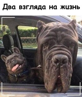 Юмор продлевает жизнь