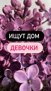 Ищут дом ДЕВОЧКИ 