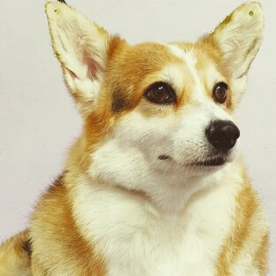 Брюша Никитишна Петришкина - корги на пенсии