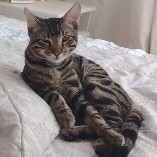 Кот Лева. Все сюжеты 