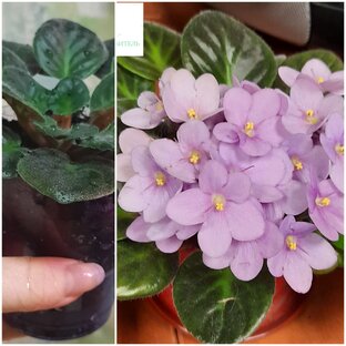 Как вырастить красивый куст фиалки?