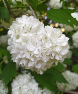 Алиэкспресс