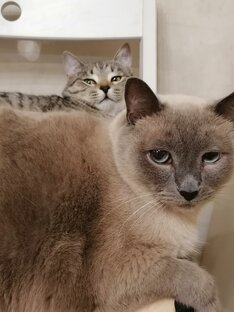 Наши милые коты