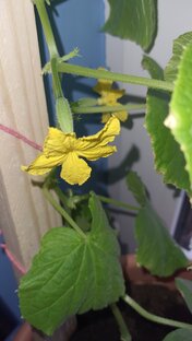 Мои растения