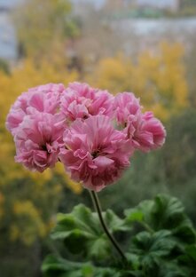 ПЕЛАРГОНИИ И ОСЕНЬ. Сезонное... 