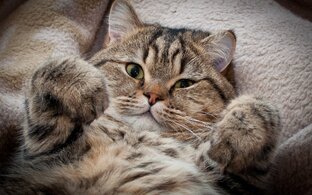 Котики и питомцы